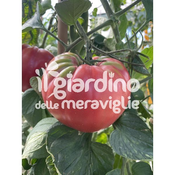 POMODORO Big Pink Belmonte