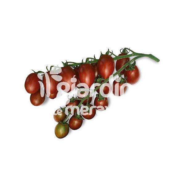 Pomodoro piccadilly marrone Maronyto