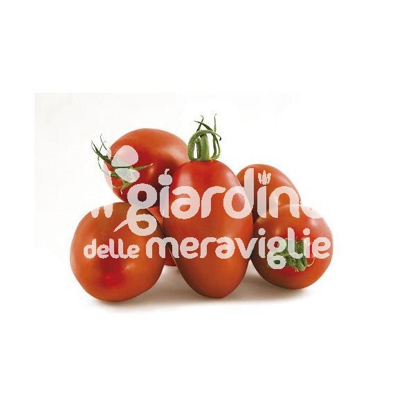 Pomodoro san marzano lungo
