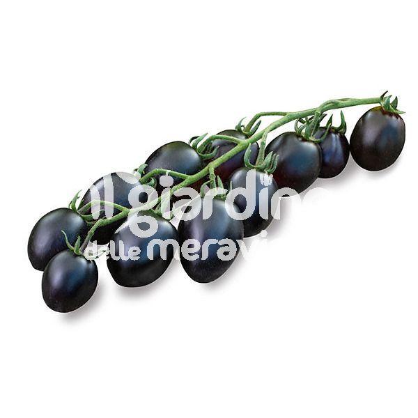 Pomodoro datterino nero Moby