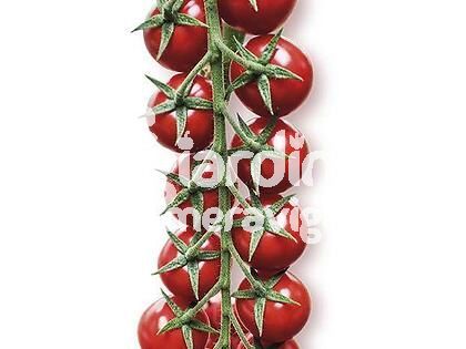 Pomodoro ciliegino minoprio