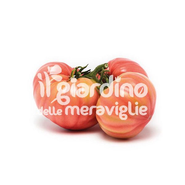 Pomodoro Rosa Sorrento