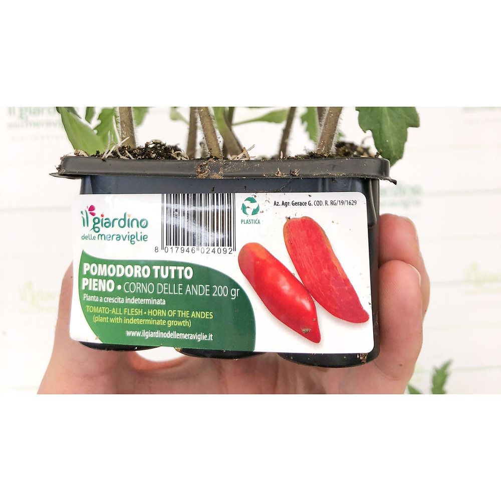 Pomodoro gigante Beefsteak F1 - 6 piante - Orto Mio