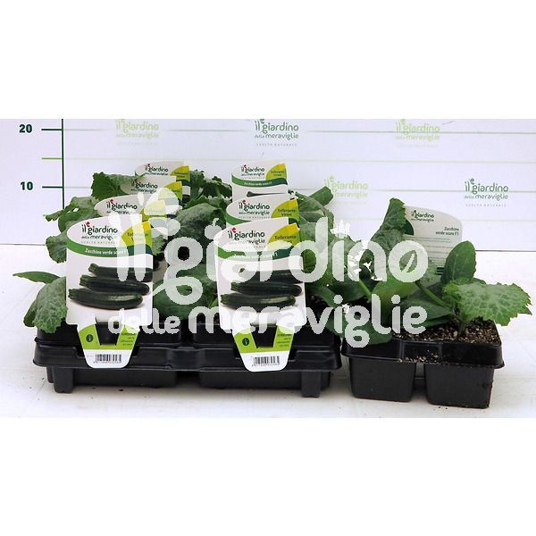 zucchino verde scuro il giardino delle meraviglie