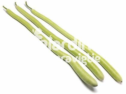 Zucchino pergola lagenaria lunga innestata