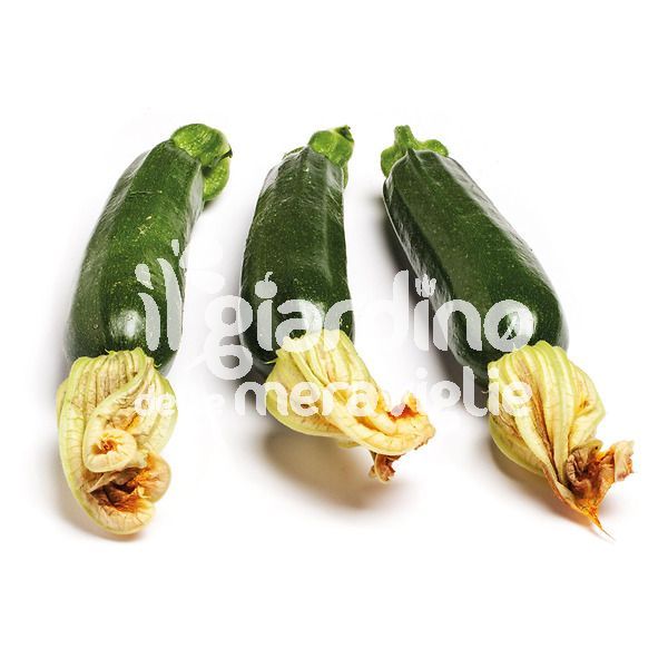 Zucchino verde scuro