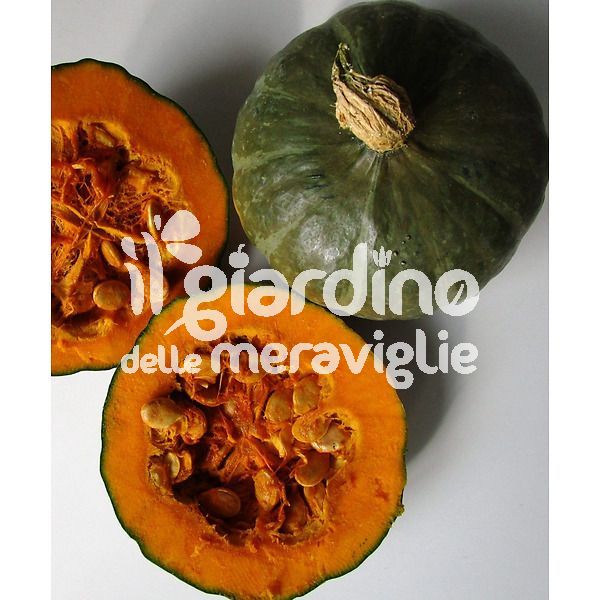 Zucca Kawaii Lady mini mangia tutto