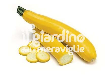 Zucchino giallo
