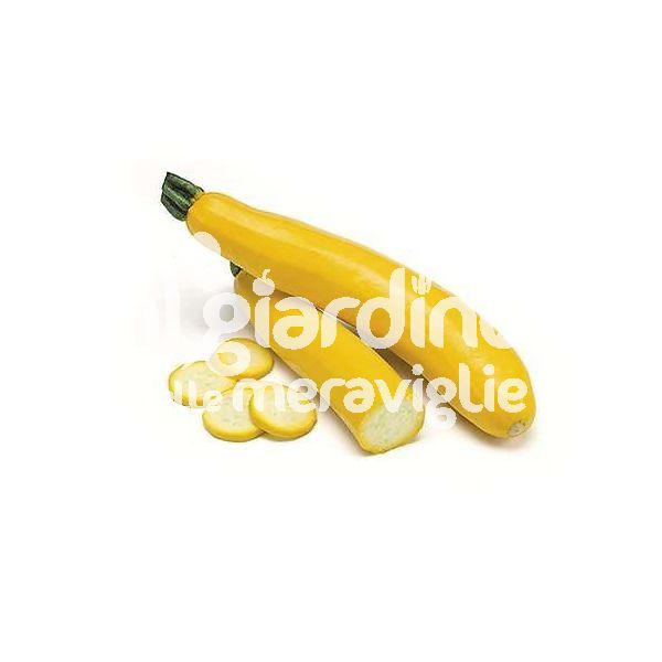 Zucchino giallo