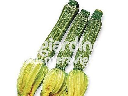 Zucchino Romanesco tollerante virus