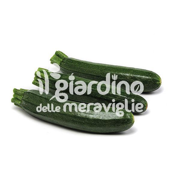 Zucchino verde scuro tollerante virosi