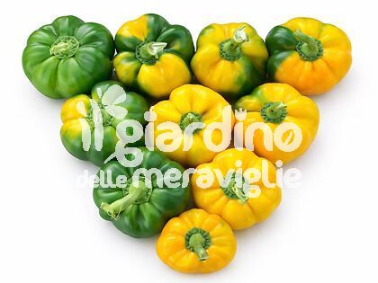 Papaccella riccia gialla gino