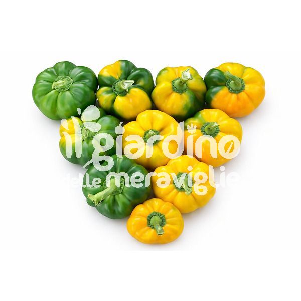 Papaccella riccia gialla gino