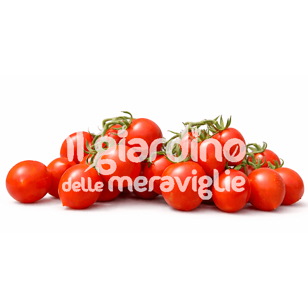 Pomodoro pizzutello var.Penny