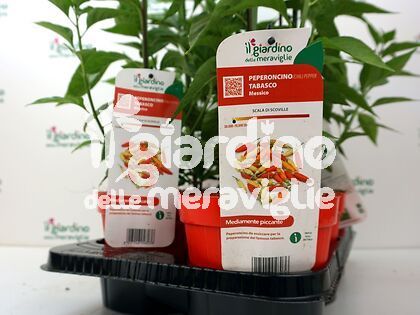 Peperoncino piccante Tabasco