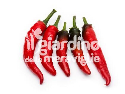 Peperoncino piccante acrata o viagra naturale