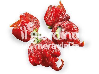 Peperoncino super piccante Carolina Reaper