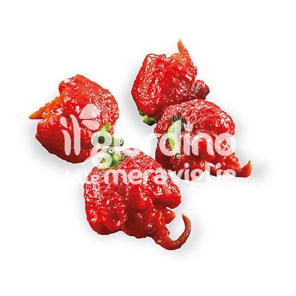 Peperoncino super piccante Carolina Reaper