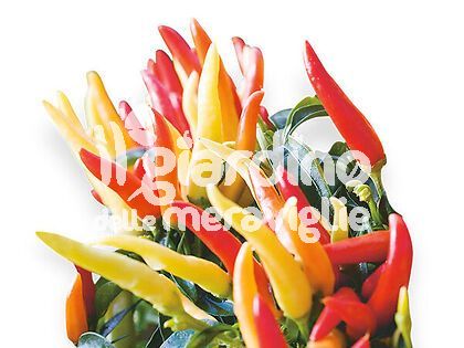 Peperoncino piccante Basket of Fire