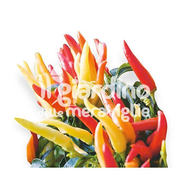 Peperoncino piccante Basket of Fire