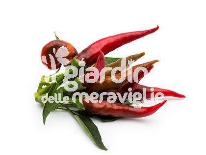 Peperoncino piccante Cayambe