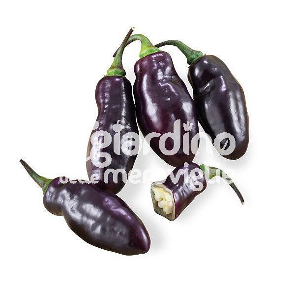 Peperoncino piccante da Neyde (nero)