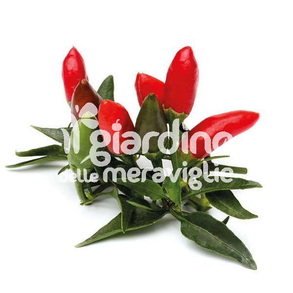 Peperoncino piccante diavolicchio calabrese