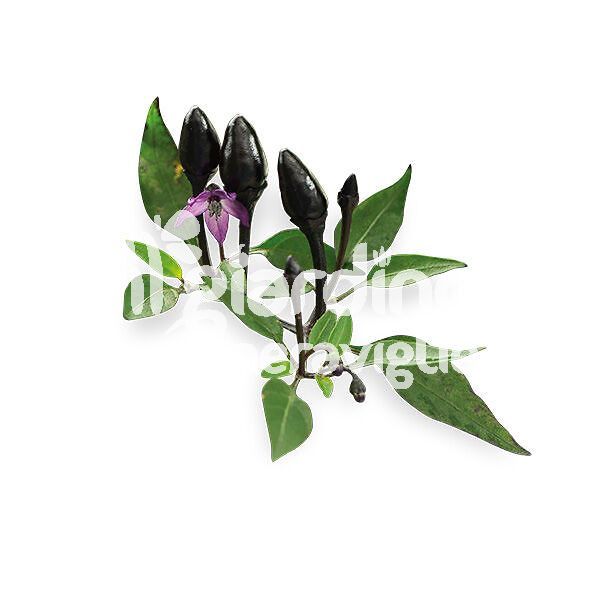 Peperoncino Piccante Fuoco nero