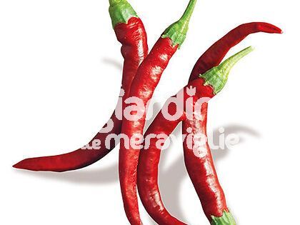 Peperoncino piccante mezzo Cayenna