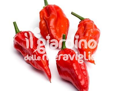 Peperoncino super piccante Naga Morich