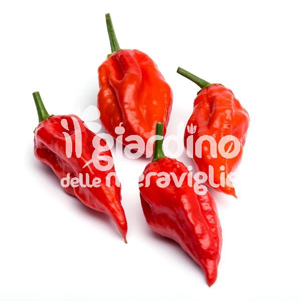 Peperoncino super piccante Naga Morich