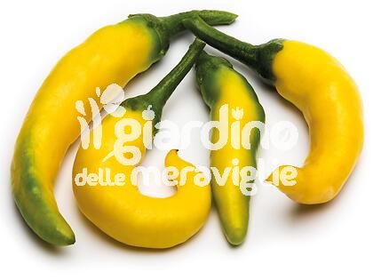 Peperoncino piccante Paprika giallo