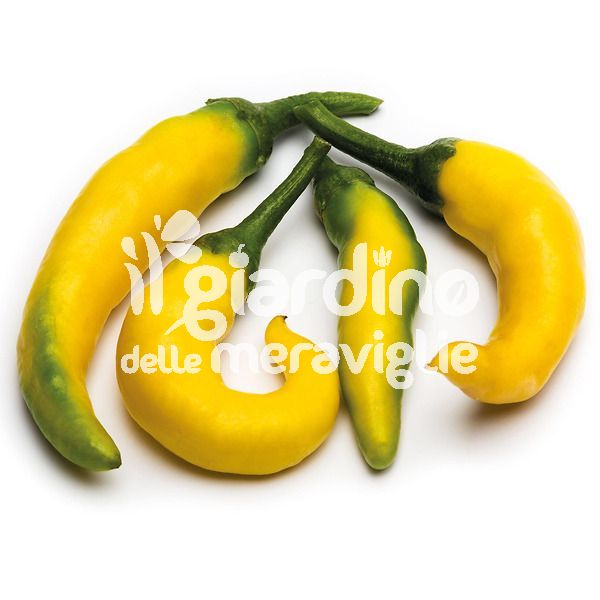 Peperoncino piccante Paprika giallo