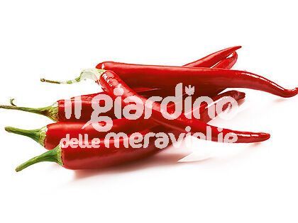 Peperoncino piccante Paprika rosso