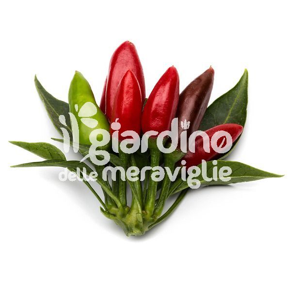 Peperoncino piccante Etna