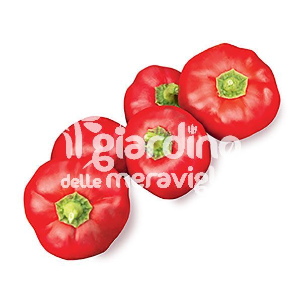Peperone piccante topepo nicastrese