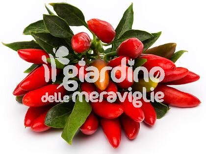 Peperoncino piccante a mazzetti