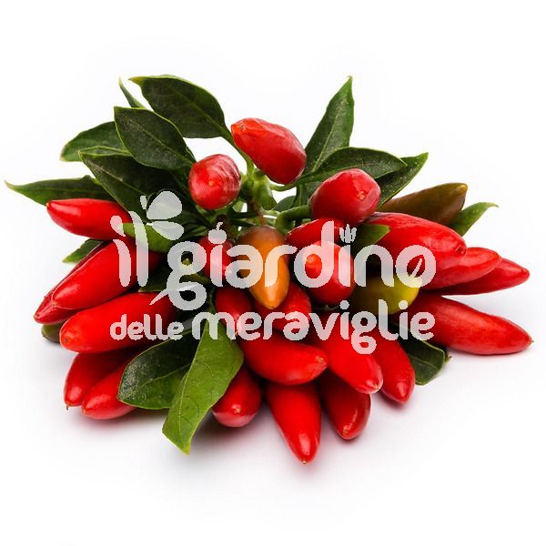 Peperoncino piccante a mazzetti