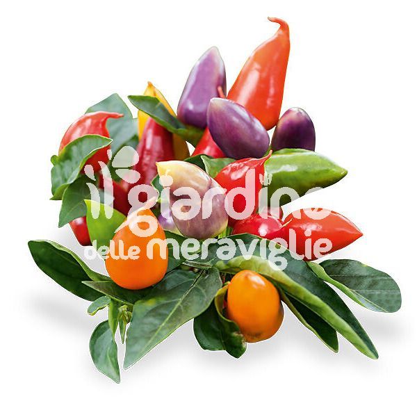 Peperoncino piccante Pyramid multicolor