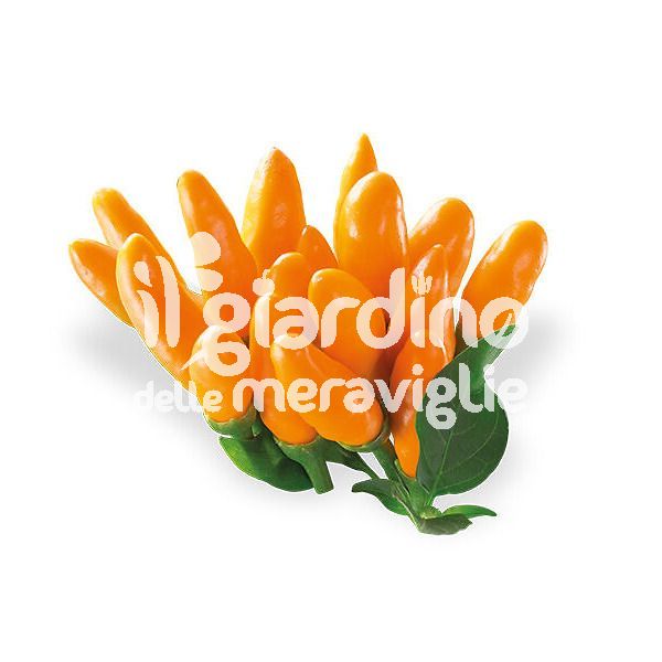 Peperoncino piccante Stromboli