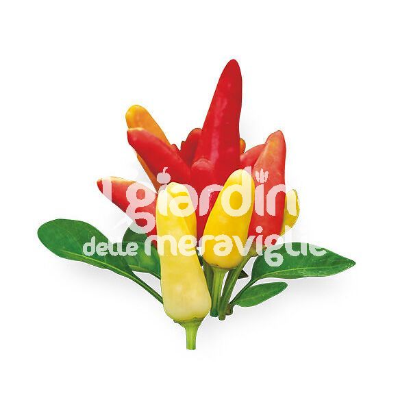 Peperoncino piccante Tabasco