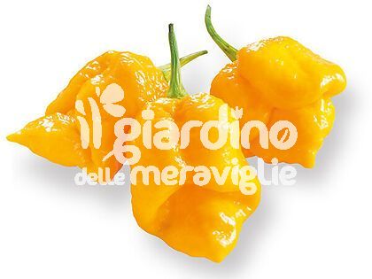 Peperoncino piccante Trinidad scorpion giallo