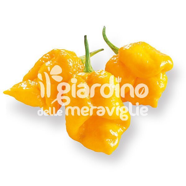 Peperoncino piccante Trinidad scorpion giallo