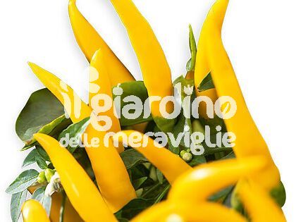 Peperoncino piccante Yatsu Giallo