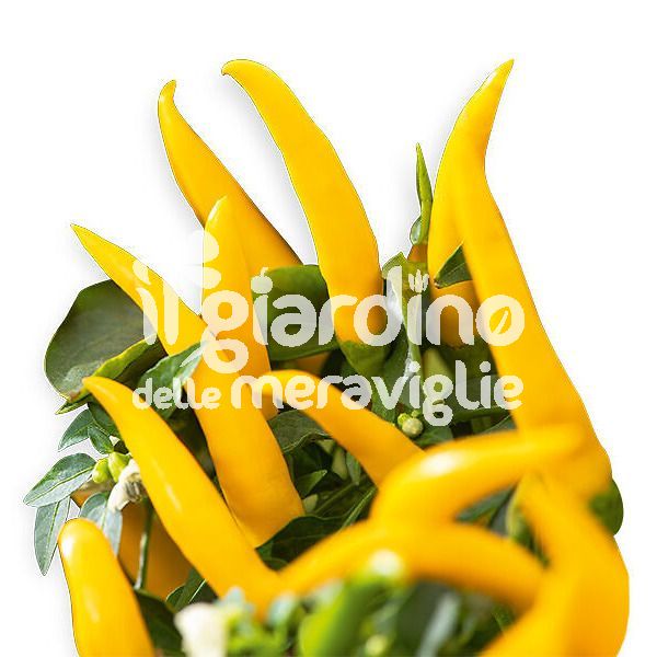 Peperoncino piccante Yatsu Giallo