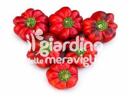 Papaccella riccia rossa rocco