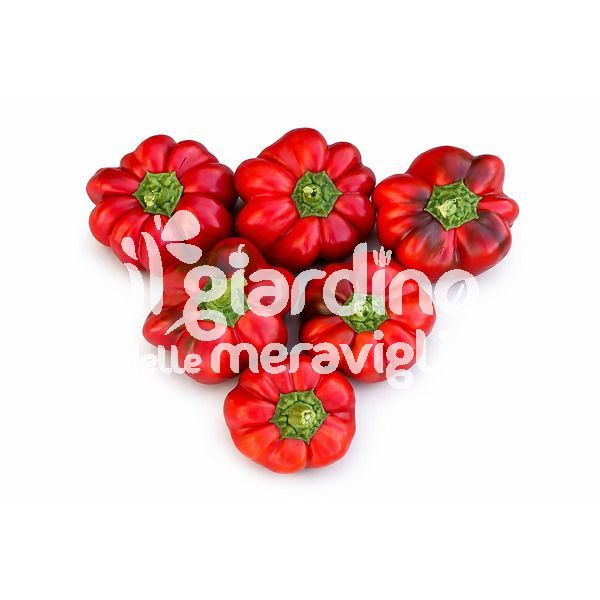 Papaccella riccia rossa rocco