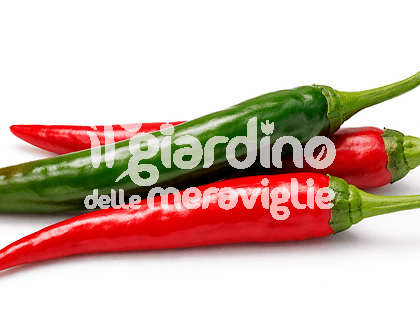 Peperone piccante Lungo Picaro