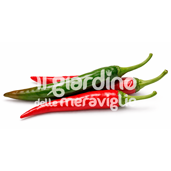 Peperone piccante Lungo Picaro