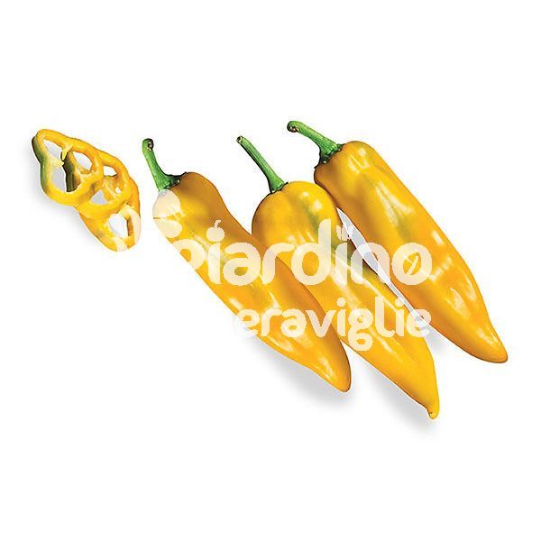Peperone Corno di Toro giallo